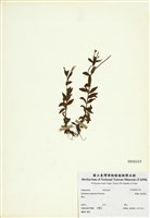 藏品(黑龍江柳葉菜)的圖片